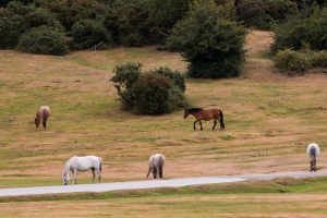 York 02 - New Forest Horses 1