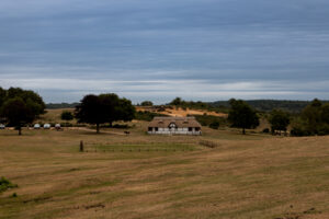 York 02A - New Forest