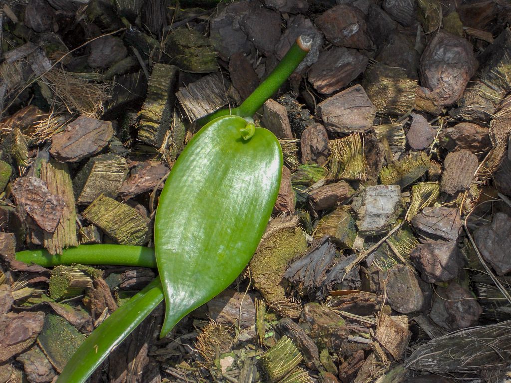 Baby Vanilla Plant