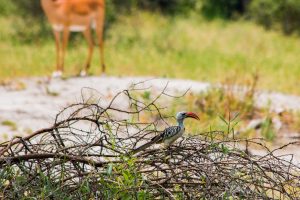 Africa, Birds, Impala, Tanzania, Tarangire