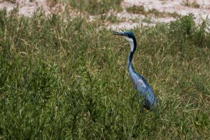 Africa, Birds, Tanzania, Tarangire