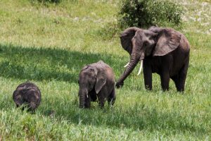 Africa, Elephants, Tanzania, Tarangire