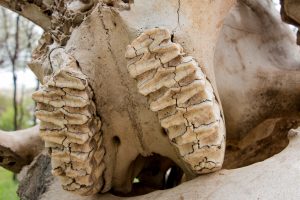 Africa, Elephants, Tanzania, Tarangire