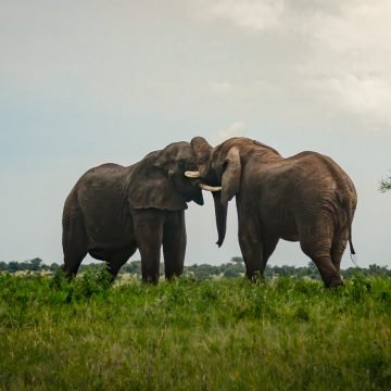 Africa, Elephants, Tanzania, Tarangire