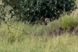 Africa, Cheetah, Tanzania, Tarangire