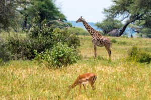 Africa, Giraffe, Impala, Tanzania, Tarangire